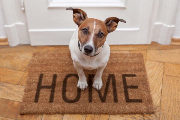 cute dog on welcome mat - ESA housing Dog