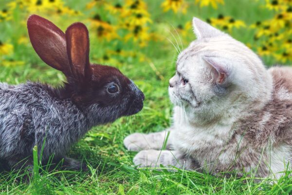 Cute soft black rabbit staring at a fluffy white cat on the green grass - ESA housing