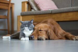 letter renewal - cat and dog rest on floor together