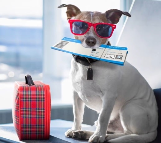Cute Dog ready to travel on airplane