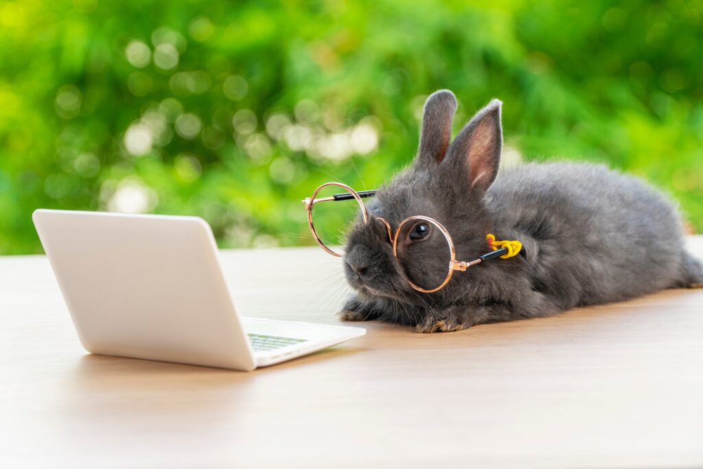 bunny wearing glasses and looking at a mini laptop
