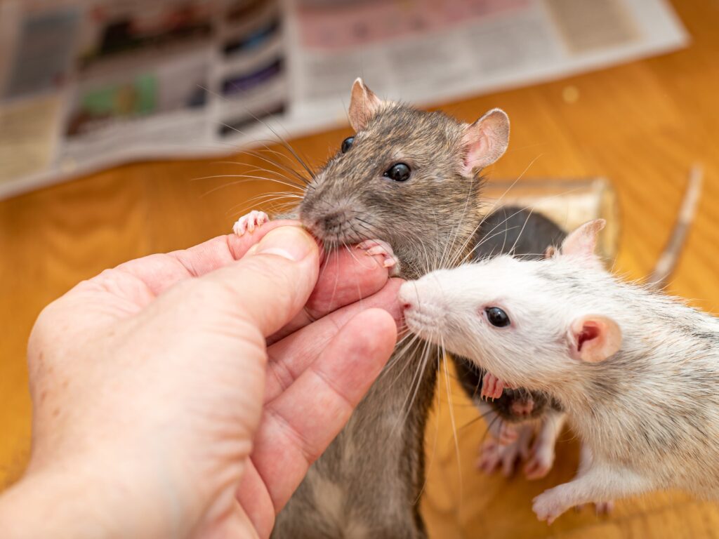 three ESA rats taking a treat out of a hand