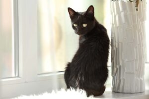 gato negro hermoso en el alféizar de la ventana CARTA DE MASCOTA (GATO/OTROS MASCOTAS)