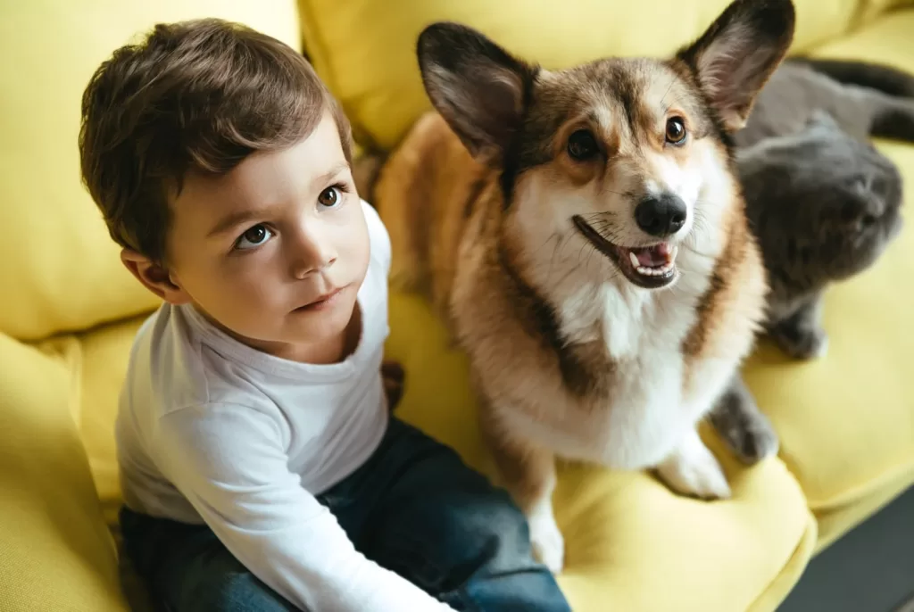 Cute boy with his ESA Corgi looking up posing for the camera who already has an emotional Support Dog Letter