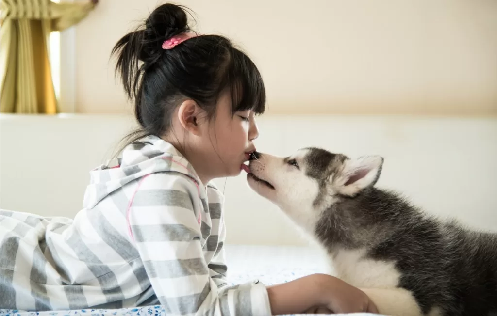 Cute girl kissing her emotional support dog Husky Same Day ESA Letter Renewal