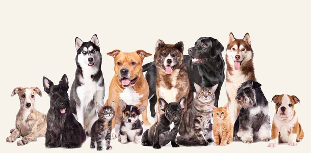 A row of dogs and cats of different breeds looking attentive and are considered to be emotional support animals