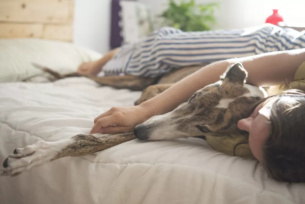 A person lays with their emotional support dog on the bed. 