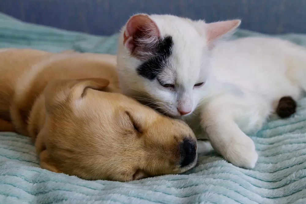Puppy and kitten nap together on blanket and support each other