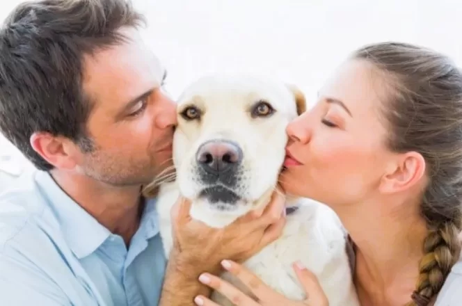 man and woman kiss and embrace labrador retriever support animal