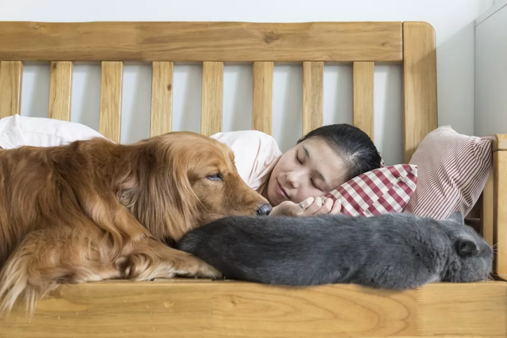 A golden retriever support animal provides comfort to a woman sleeping. A grey cat lays with them. 