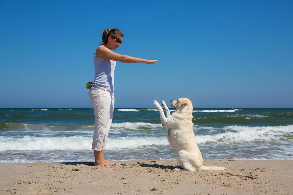 A woman trains her ESA labrador retriever to sit up while at the beach. 