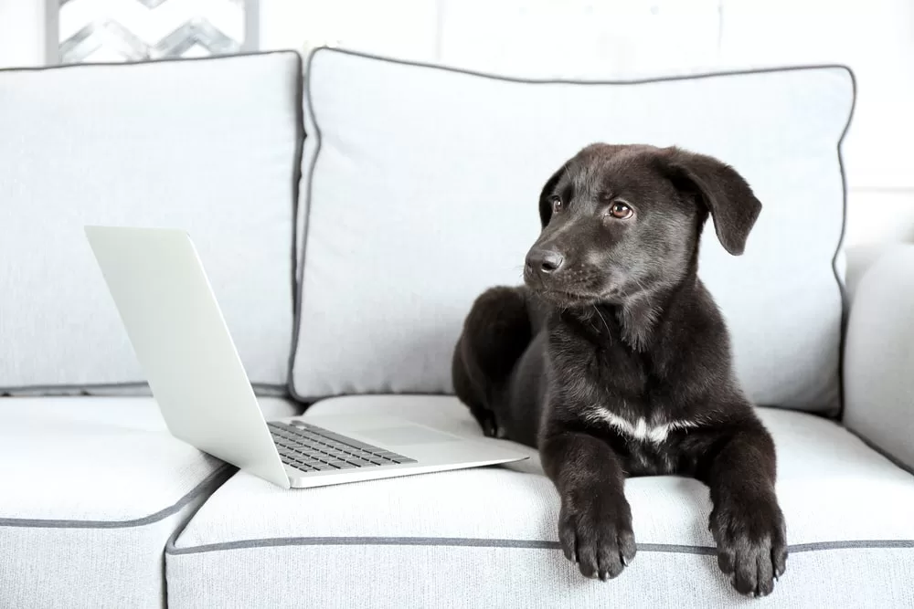 A black emotional support dog lays on a white couch while next to a laptop. He looks with concern and support at someone in the room off-camera. 