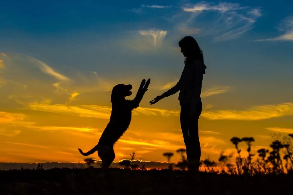  woman with her psd psychiatric service dog against a beautiful sunset  PSD Letter Online